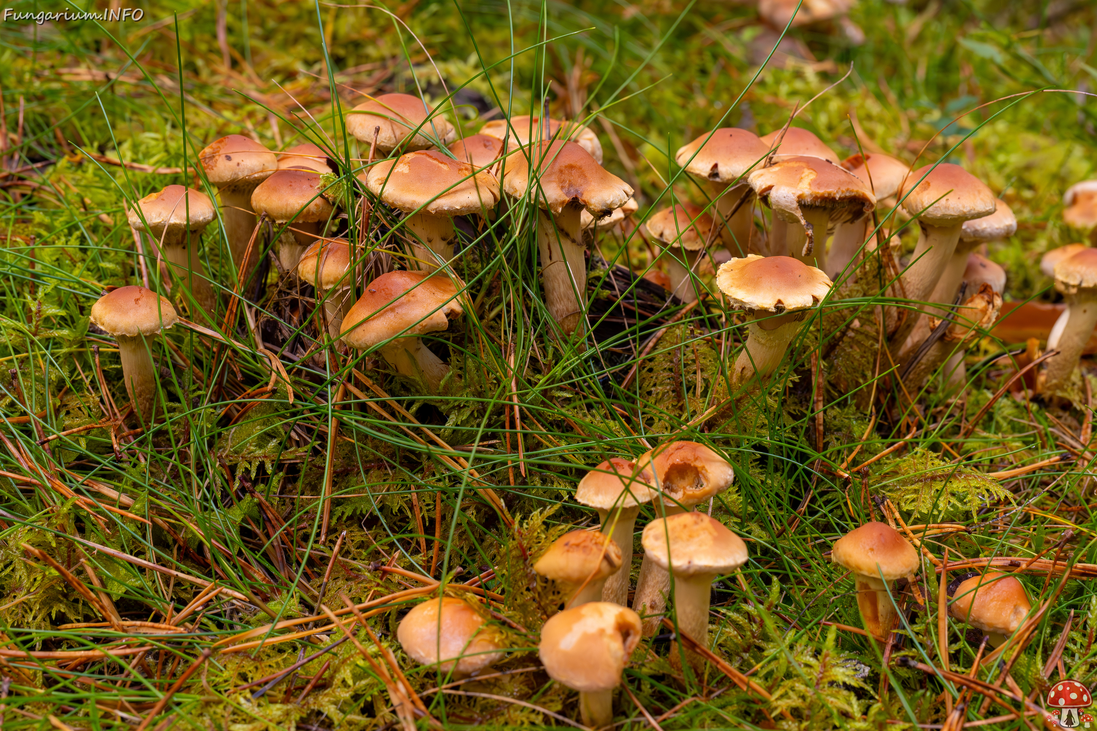 hypholoma-capnoides_2024-10-06_1-5 