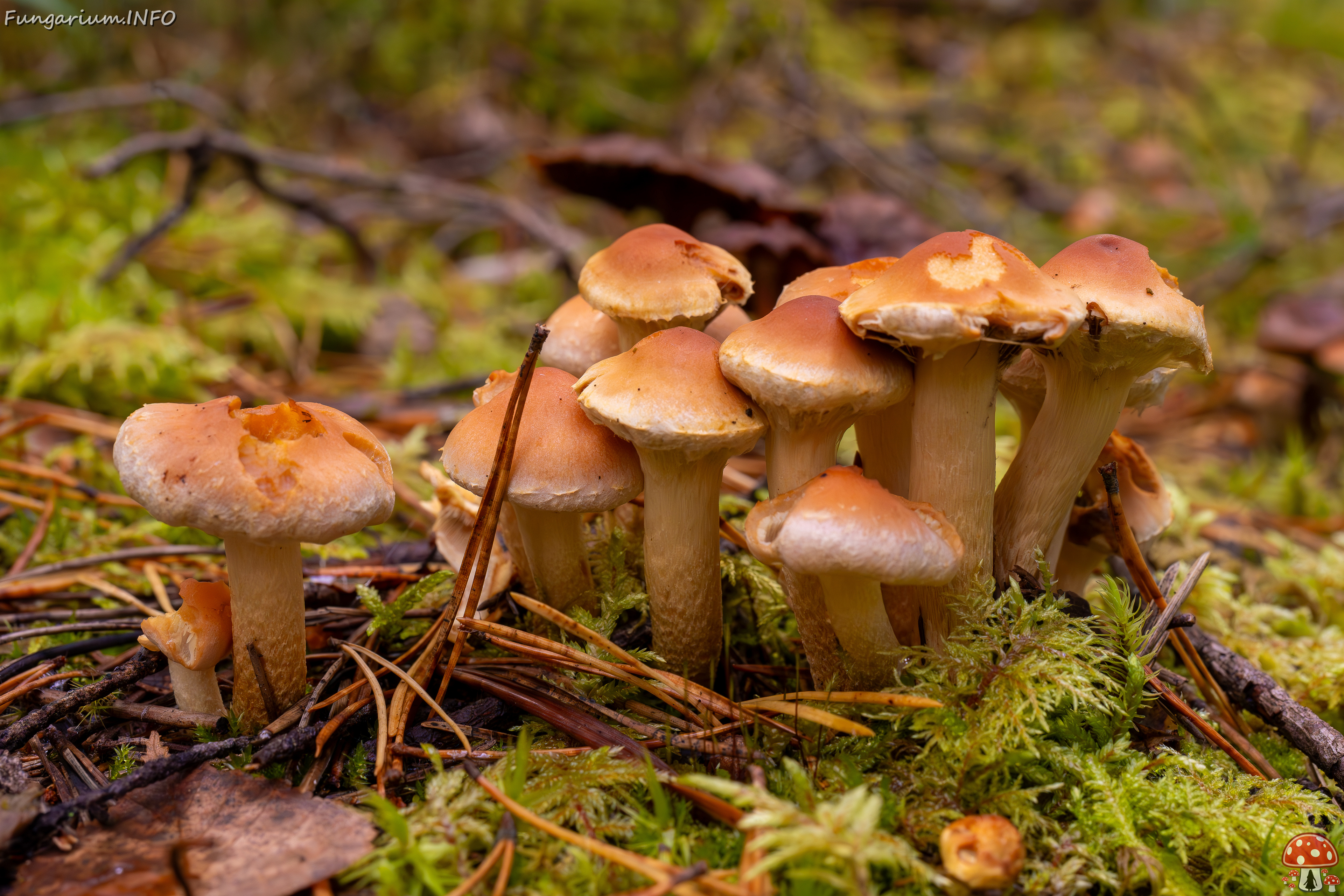 hypholoma-capnoides_2024-10-06_1-6 