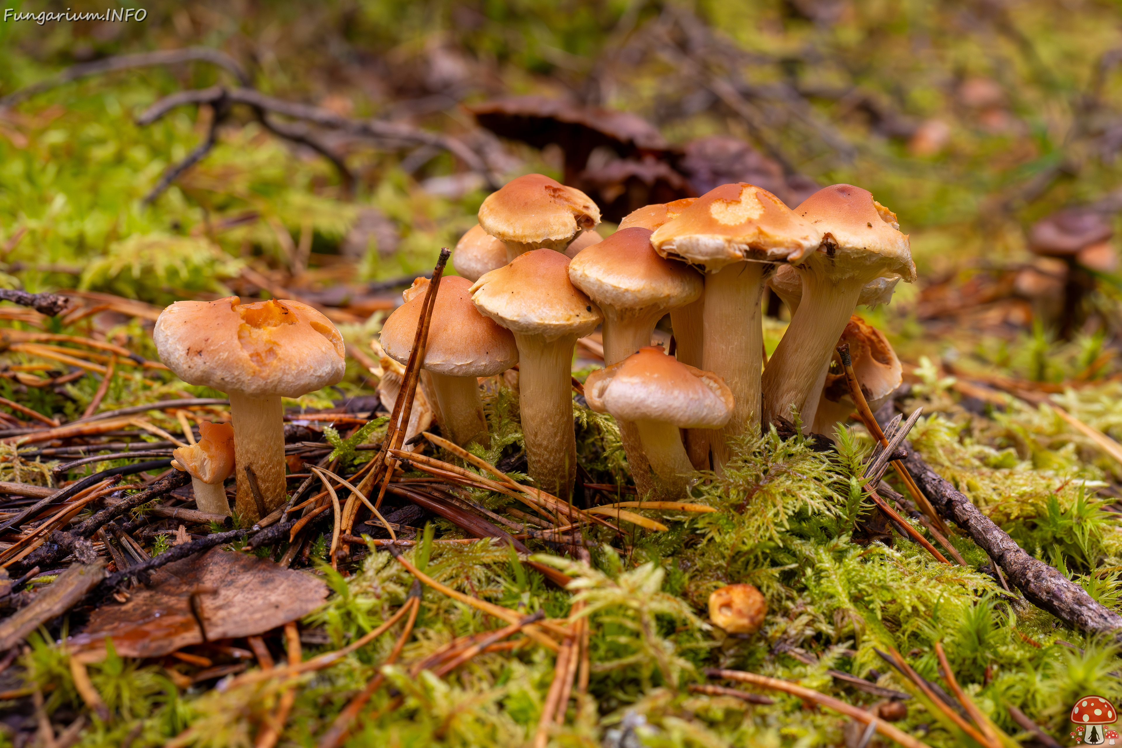 hypholoma-capnoides_2024-10-06_1-7 