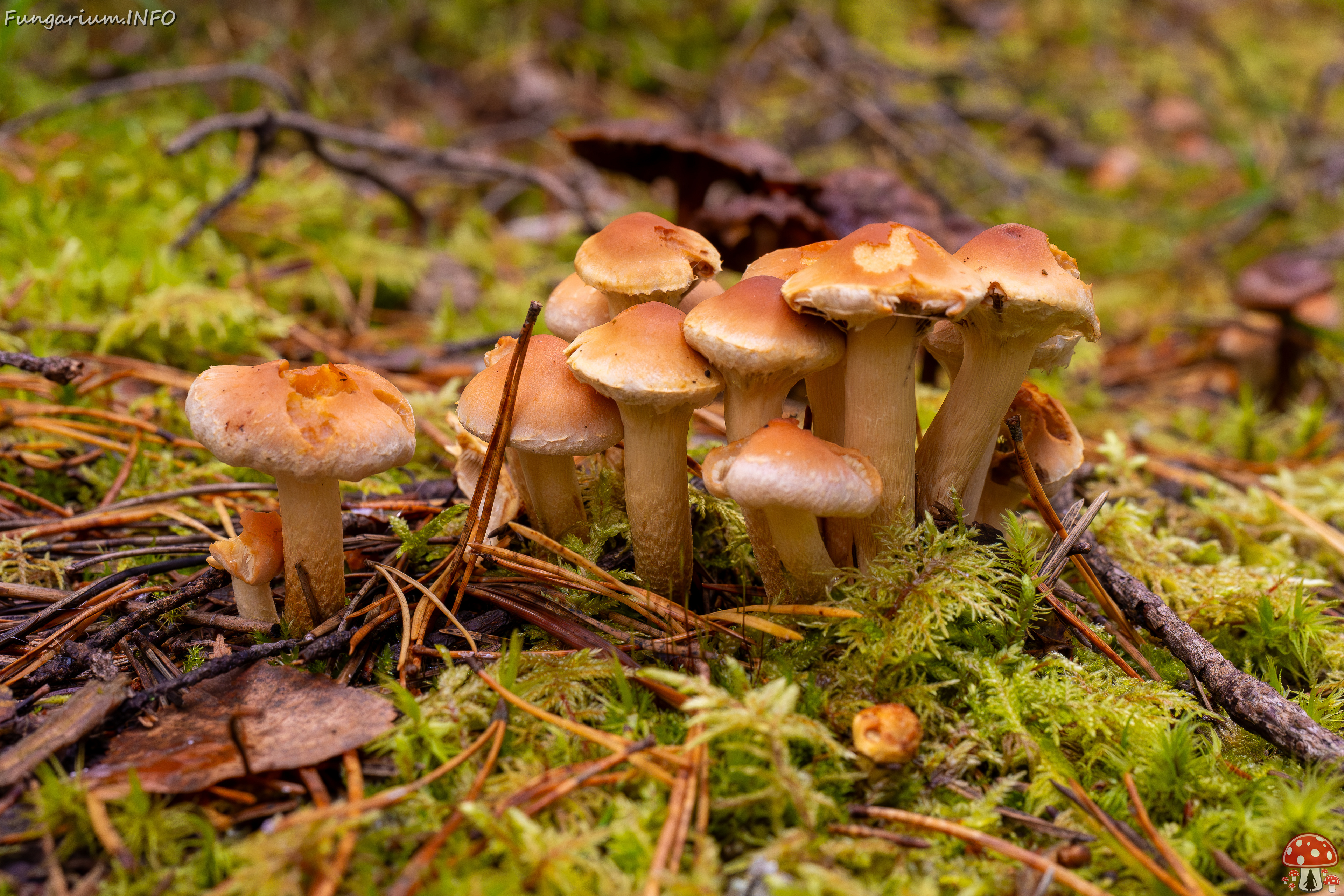 hypholoma-capnoides_2024-10-06_1-8 