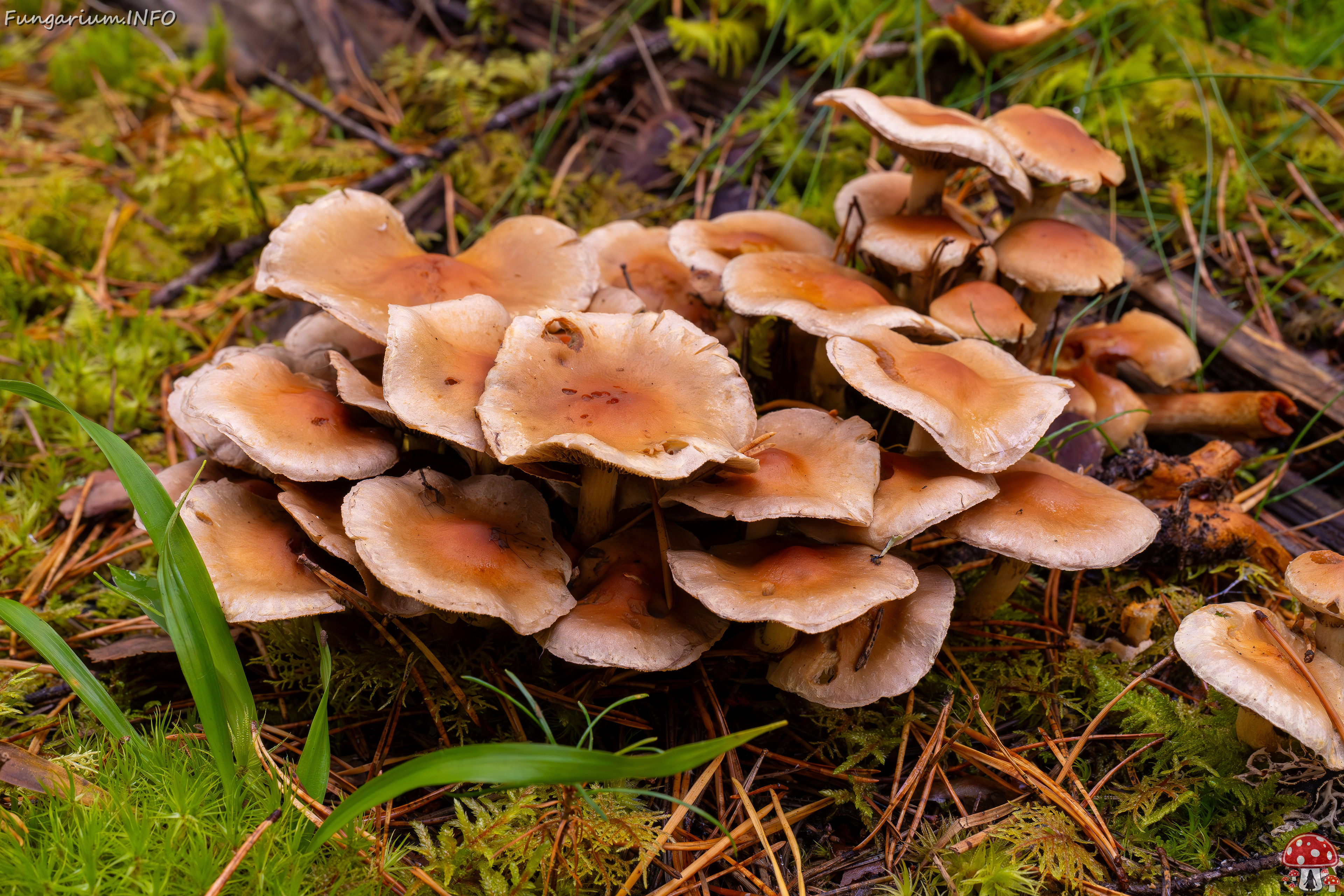 hypholoma-capnoides_2024-10-06_1-9 