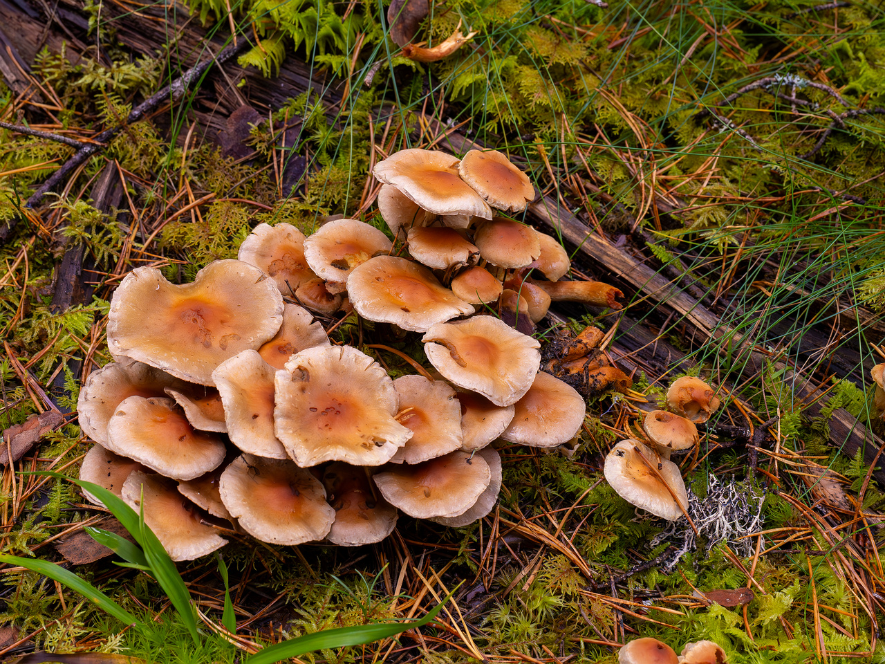 hypholoma-capnoides_2024-10-06_1-1