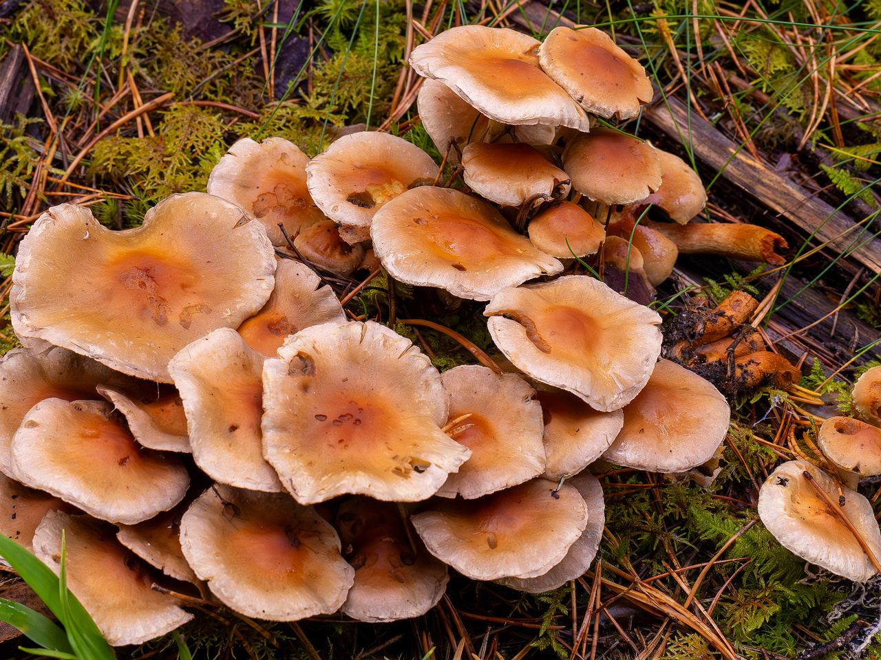 hypholoma-capnoides_2024-10-06_1-2