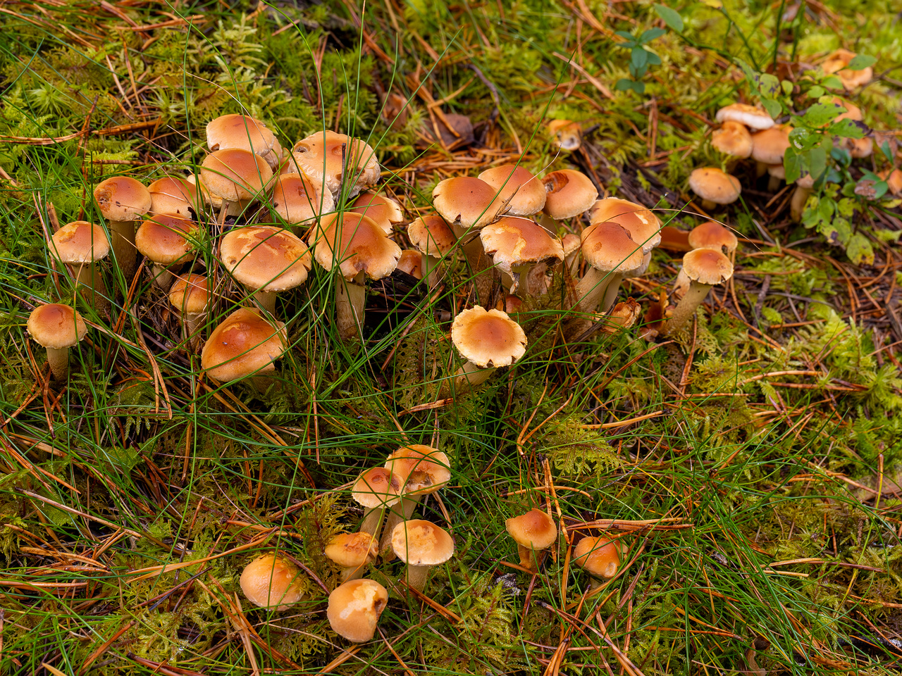 hypholoma-capnoides_2024-10-06_1-3