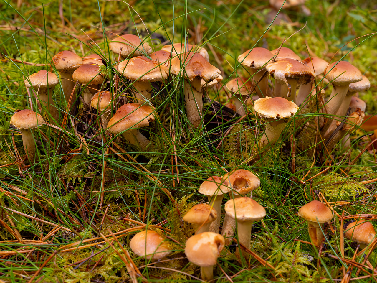 hypholoma-capnoides_2024-10-06_1-4