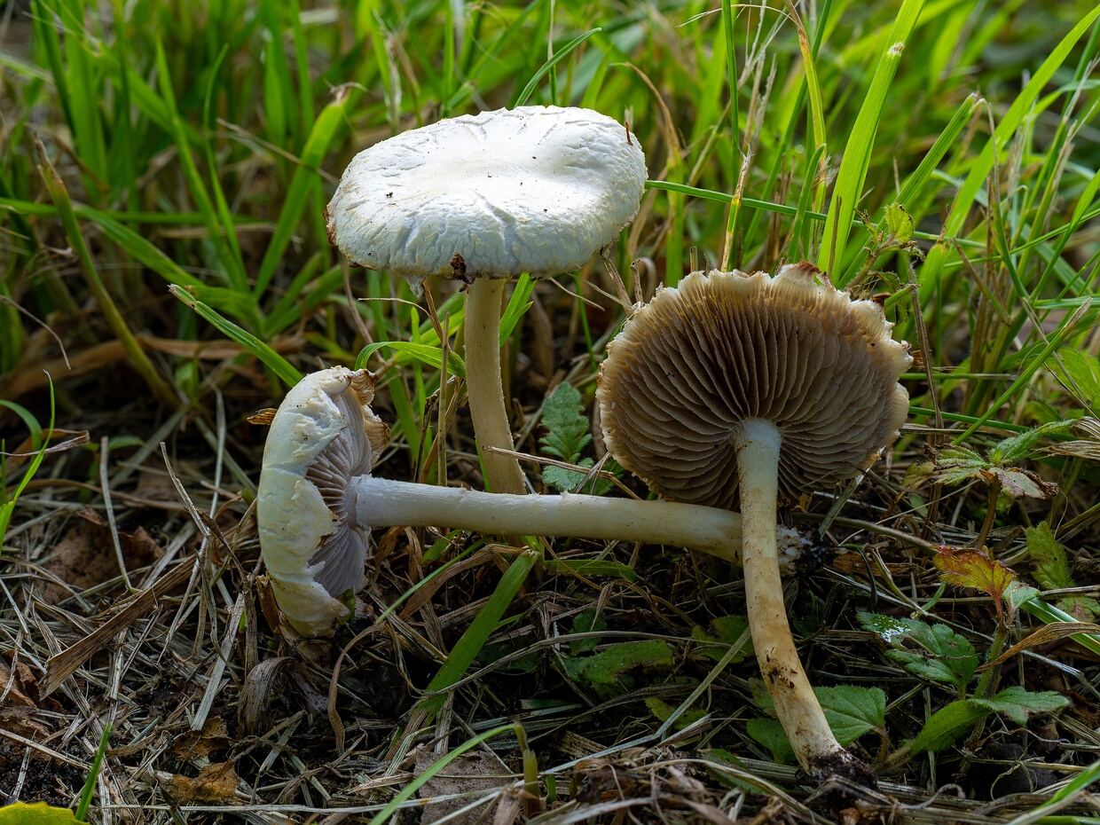 Полёвка неприятная - Agrocybe molesta
