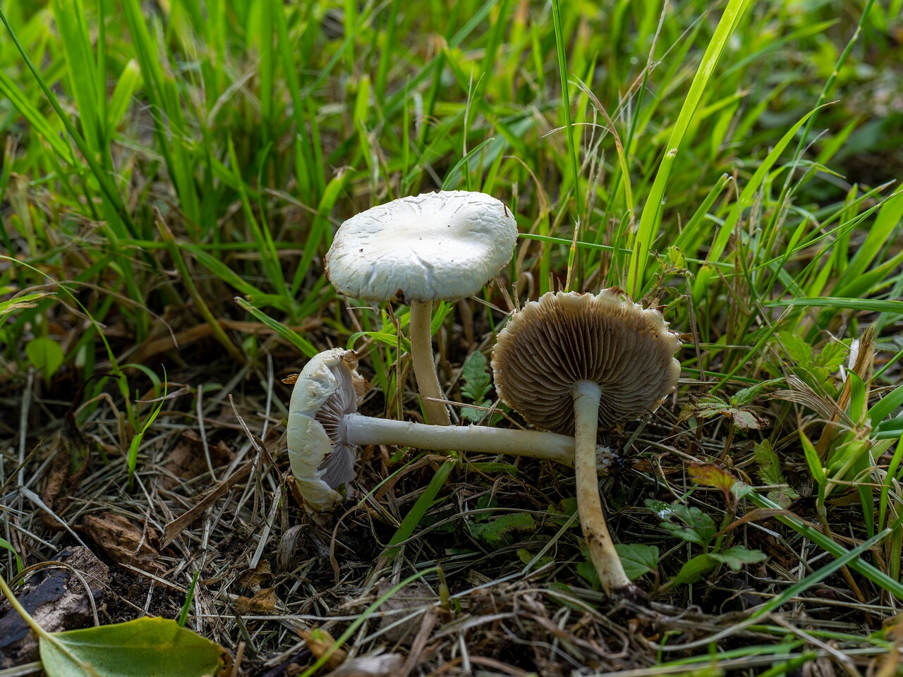 Agrocybe molesta _2026-07-12_1-1