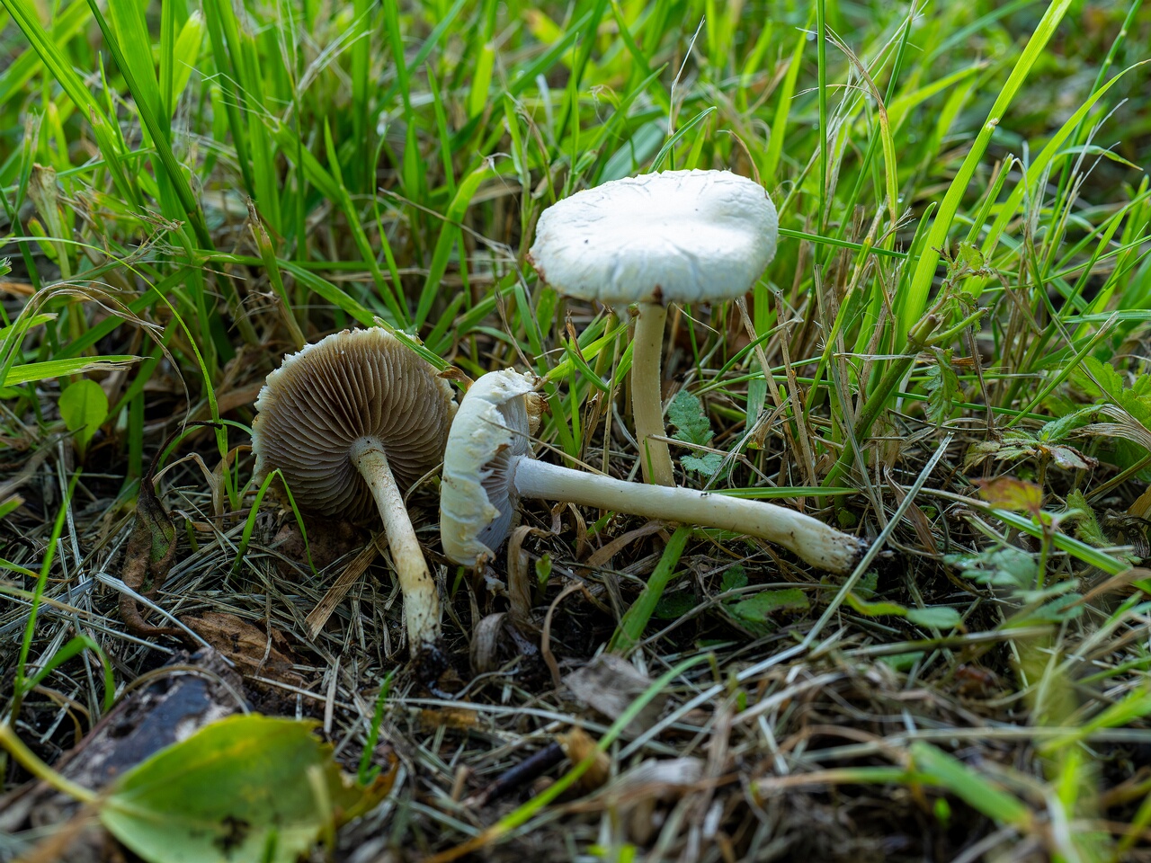 Agrocybe molesta _2026-07-12_2-1