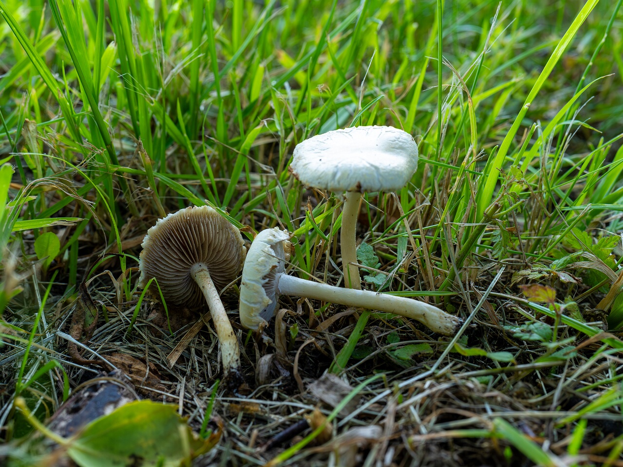 Agrocybe molesta _2026-07-12_2-2