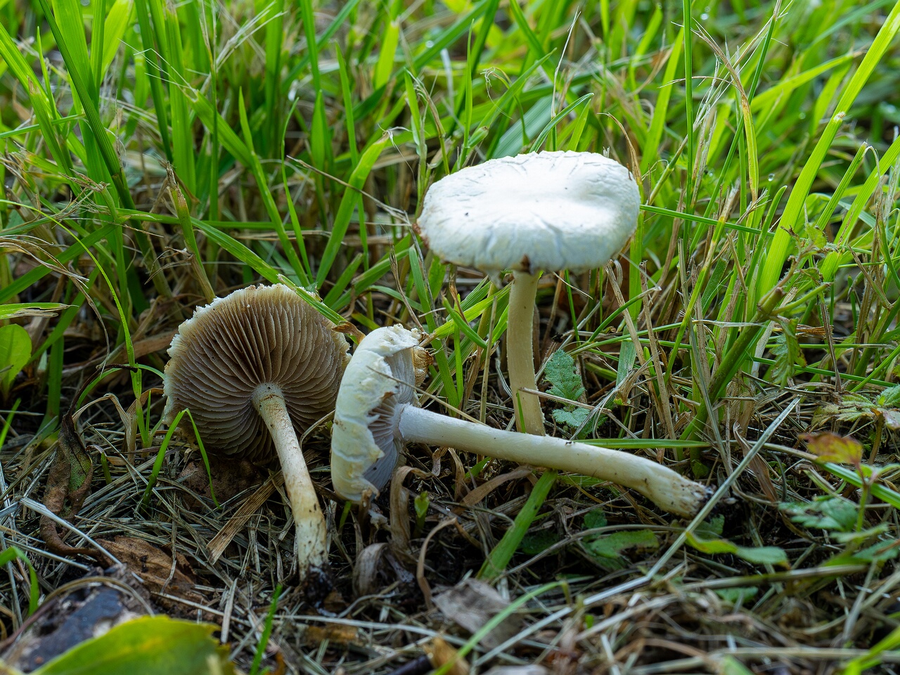 Agrocybe molesta _2026-07-12_2-3