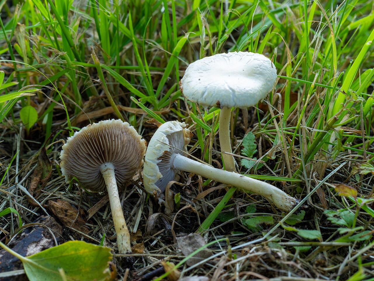 Agrocybe molesta _2026-07-12_2-5