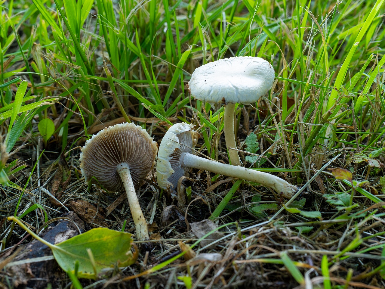 Agrocybe molesta _2026-07-12_2-6