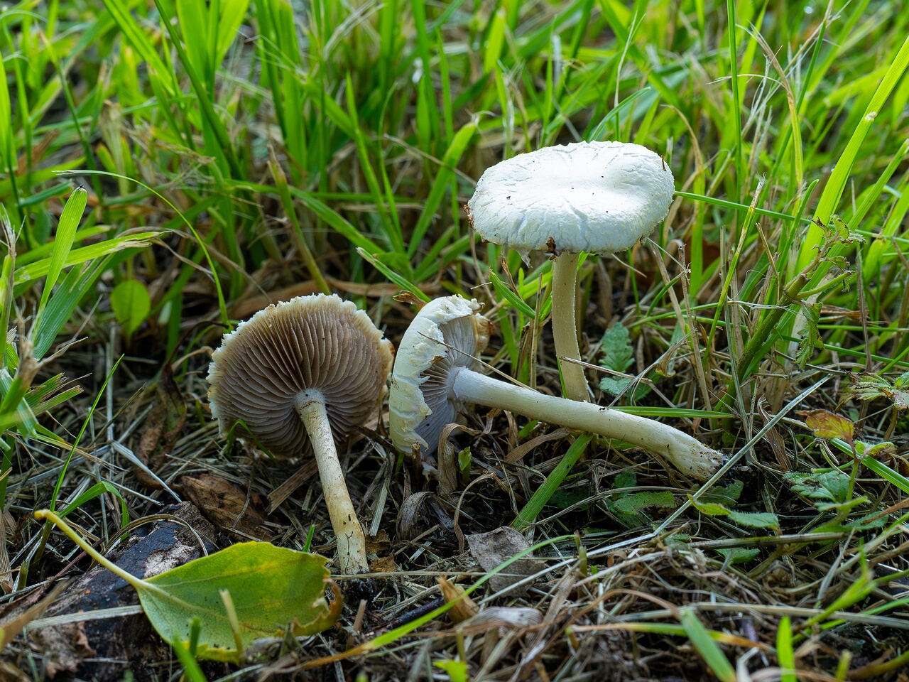 Agrocybe molesta _2026-07-12_2-7