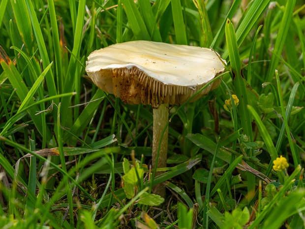 Полёвка ранняя - Agrocybe praecox