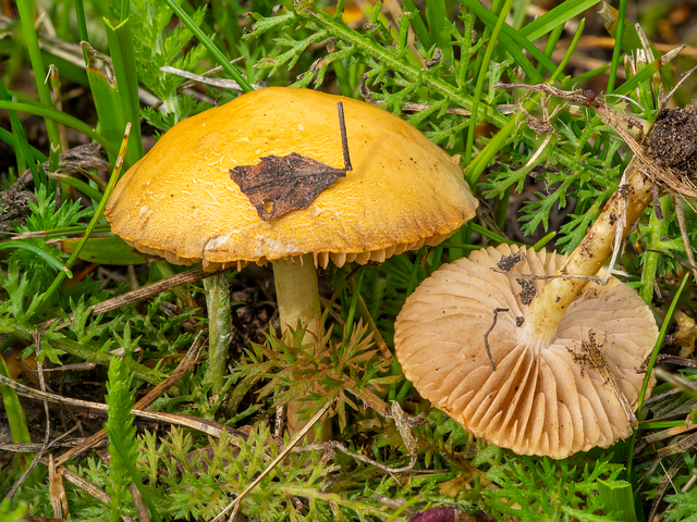 !agrocybe-pediades_2023-07-27_2