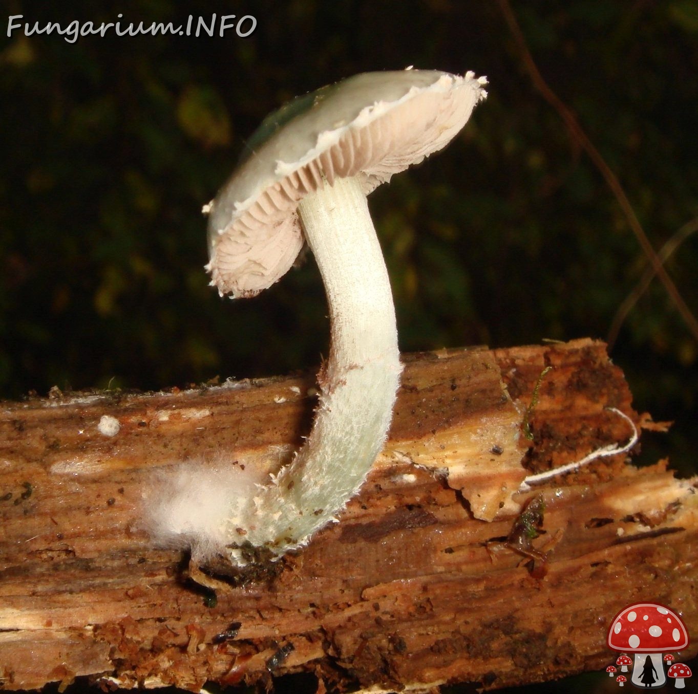 fungi-0000856_ 