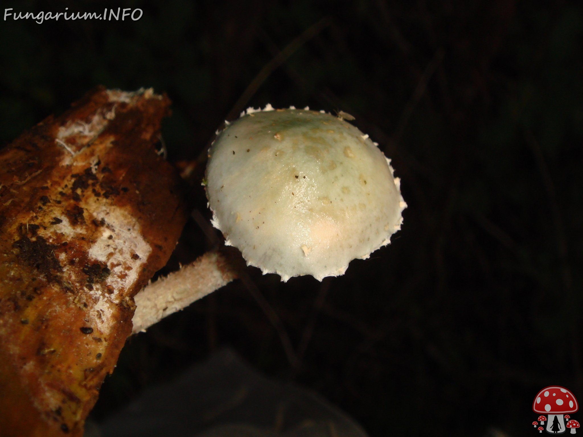 fungi-0000859 