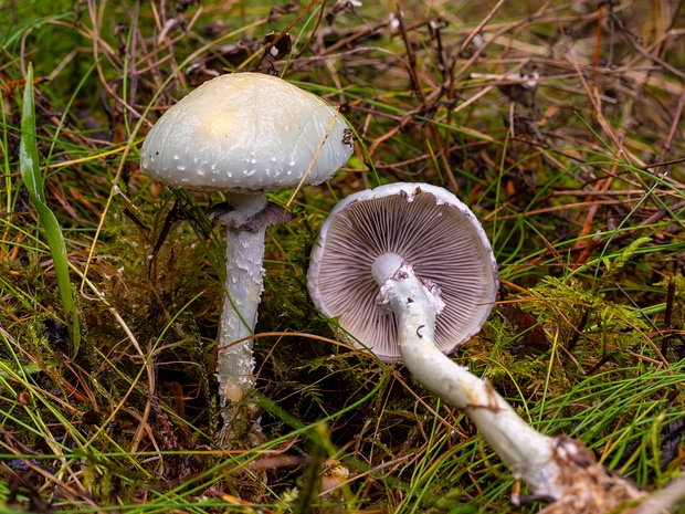 Stropharia aeruginosa - Строфария сине-зелёная - Verdigris Agaric - Grünspan-Träuschling