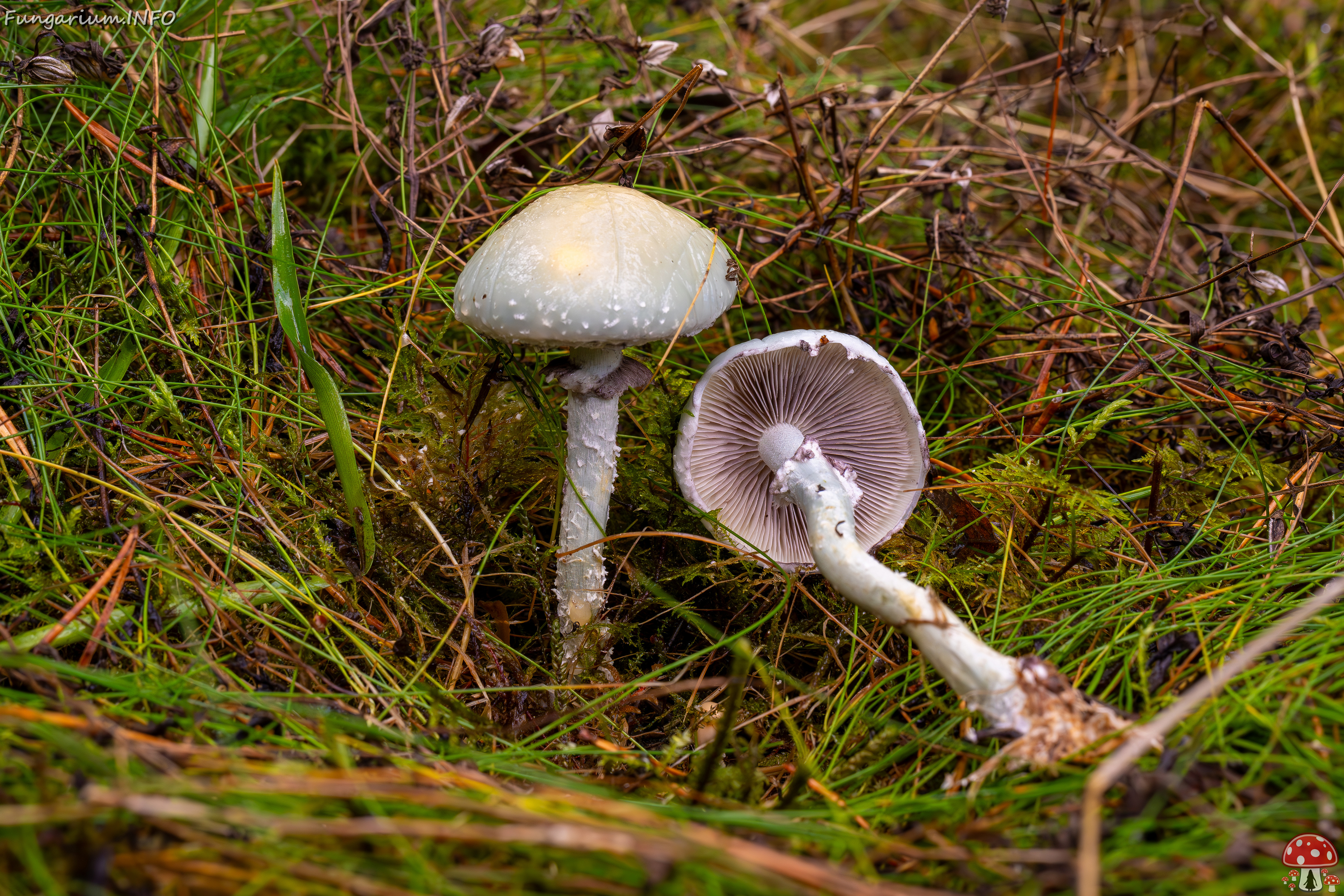 stropharia-aeruginosa_2024-10-06_1-16 