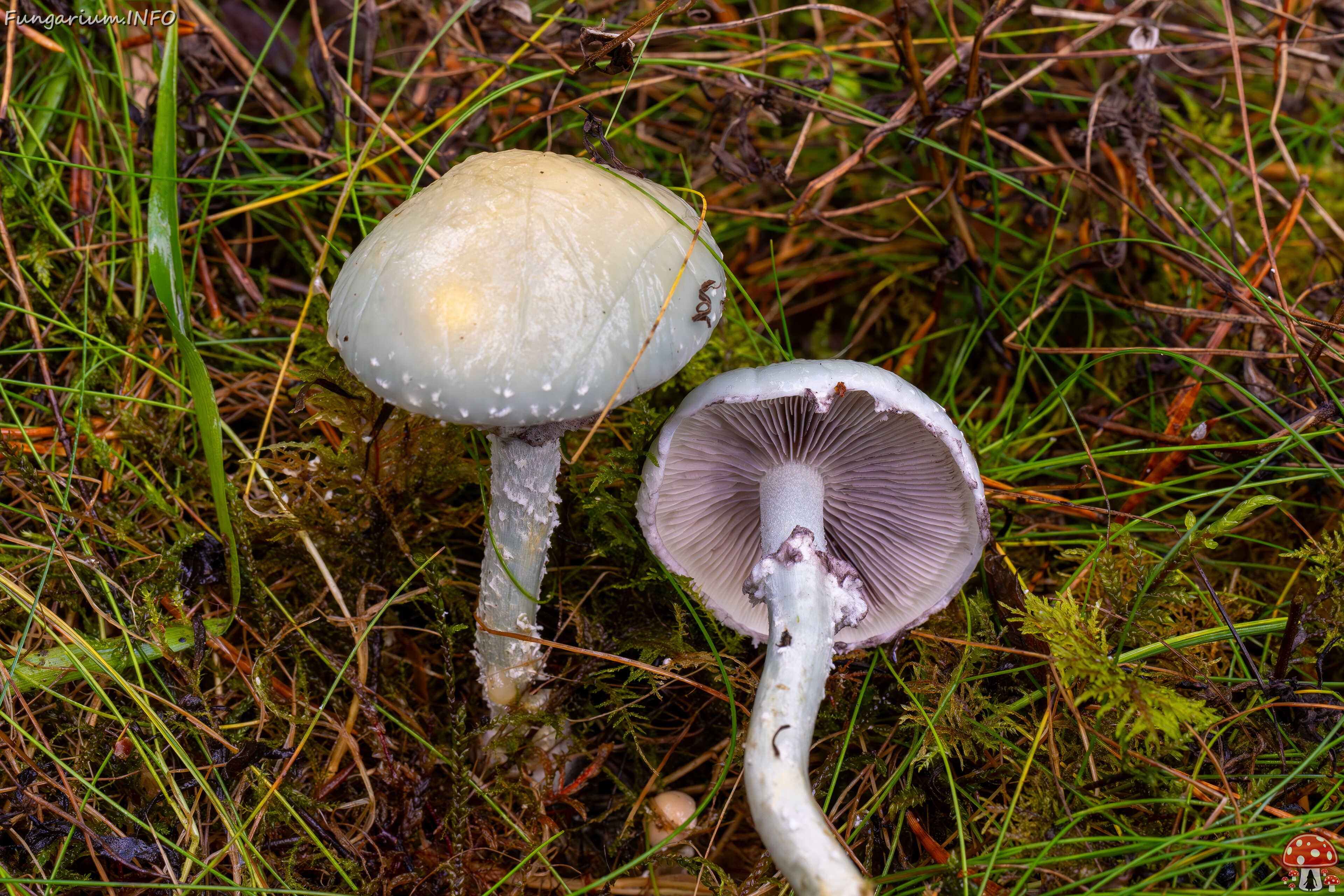 stropharia-aeruginosa_2024-10-06_1-18 