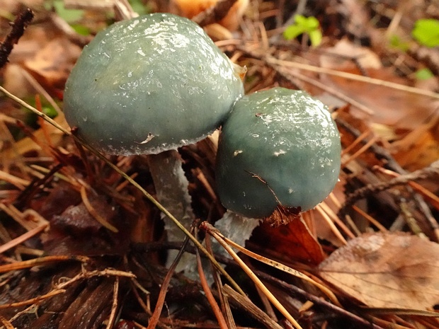 Stropharia caerulea - Строфария синяя - Blue Roundhead - Blaue Träuschling