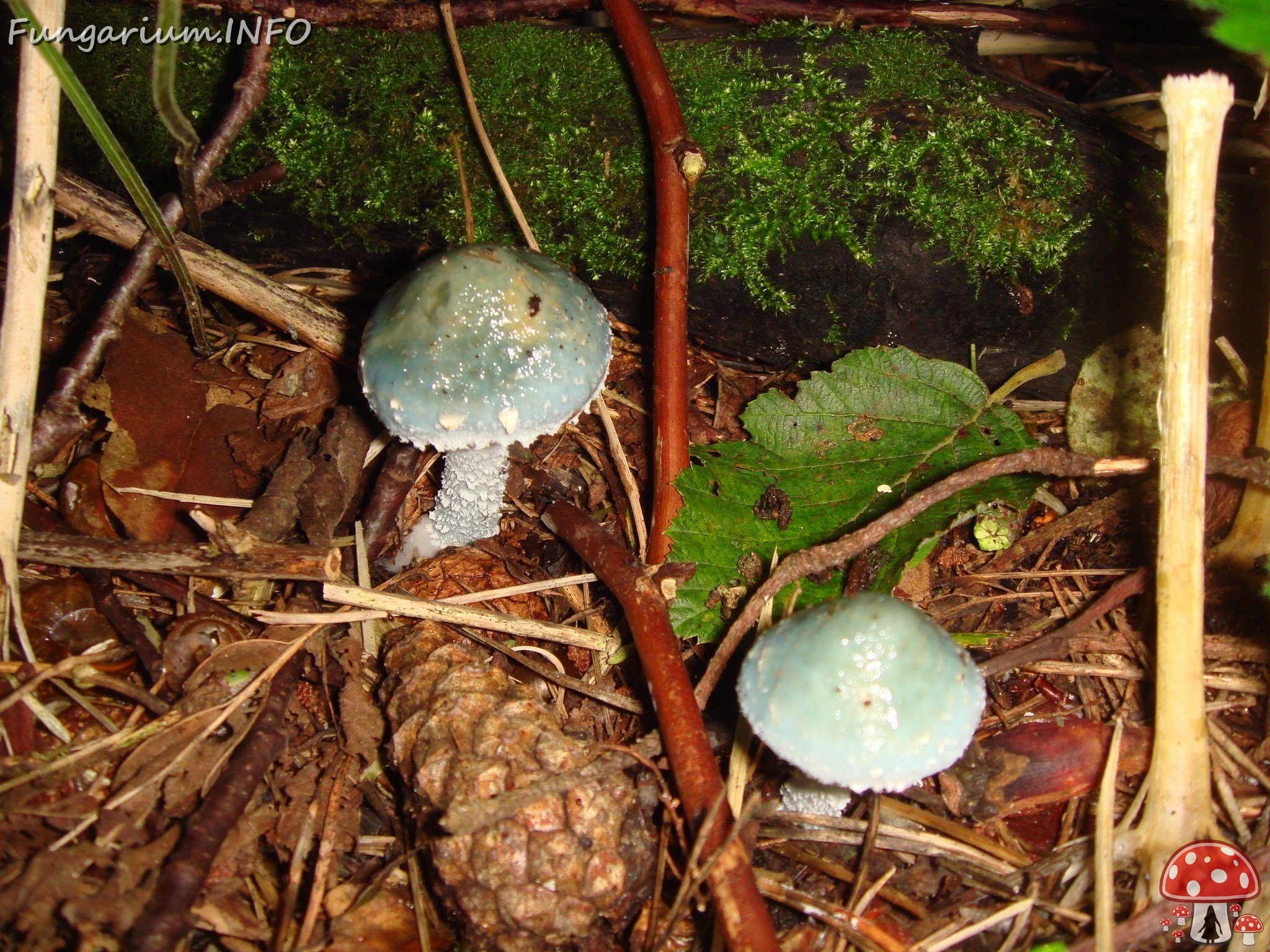 fungi-0004094 