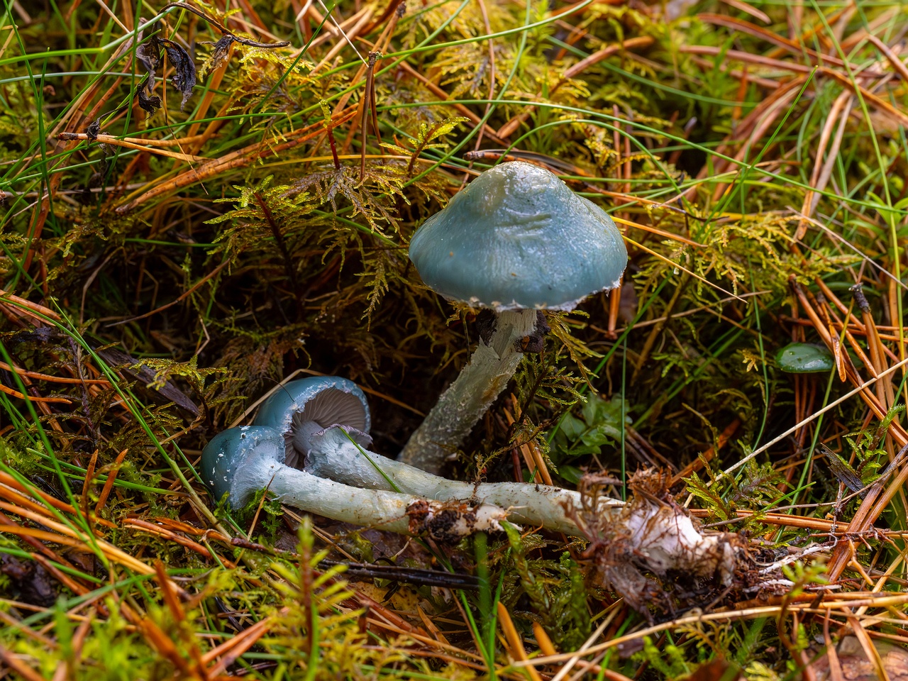 Stropharia caerulea _2025-10-19_1-1