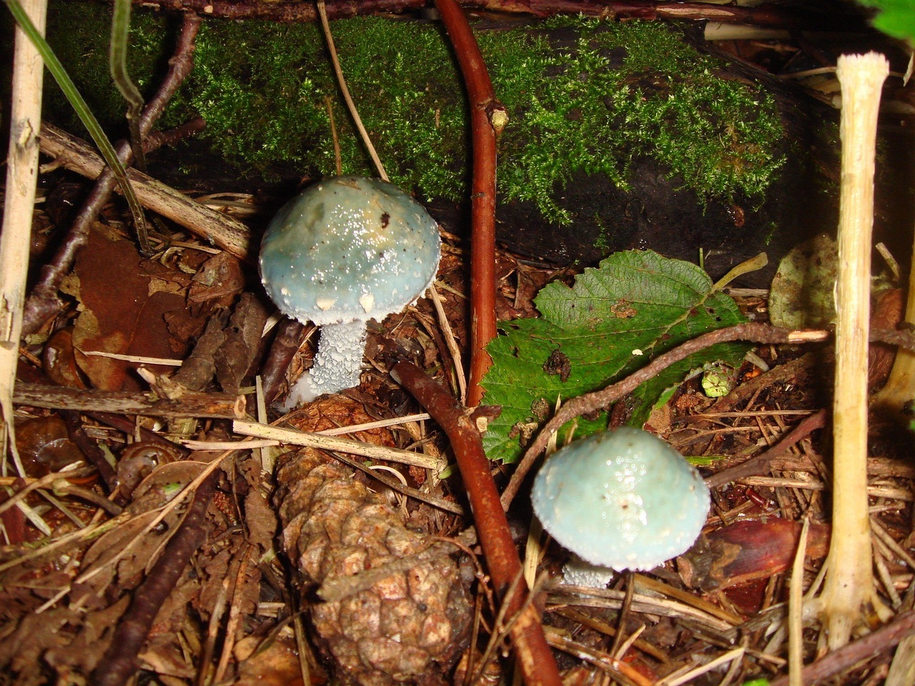 fungi-0004094