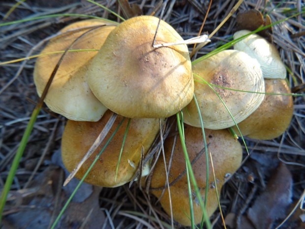 Pholiota spumosa - Чешуйчатка боровая - Foamy Scalycap - Schaumiger Schüppling