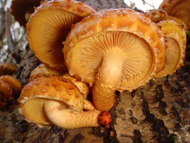 Pholiota adiposa - Чешуйчатка золотисто-жёлтая - Golden Pholiota - Goldgelber Schüppling