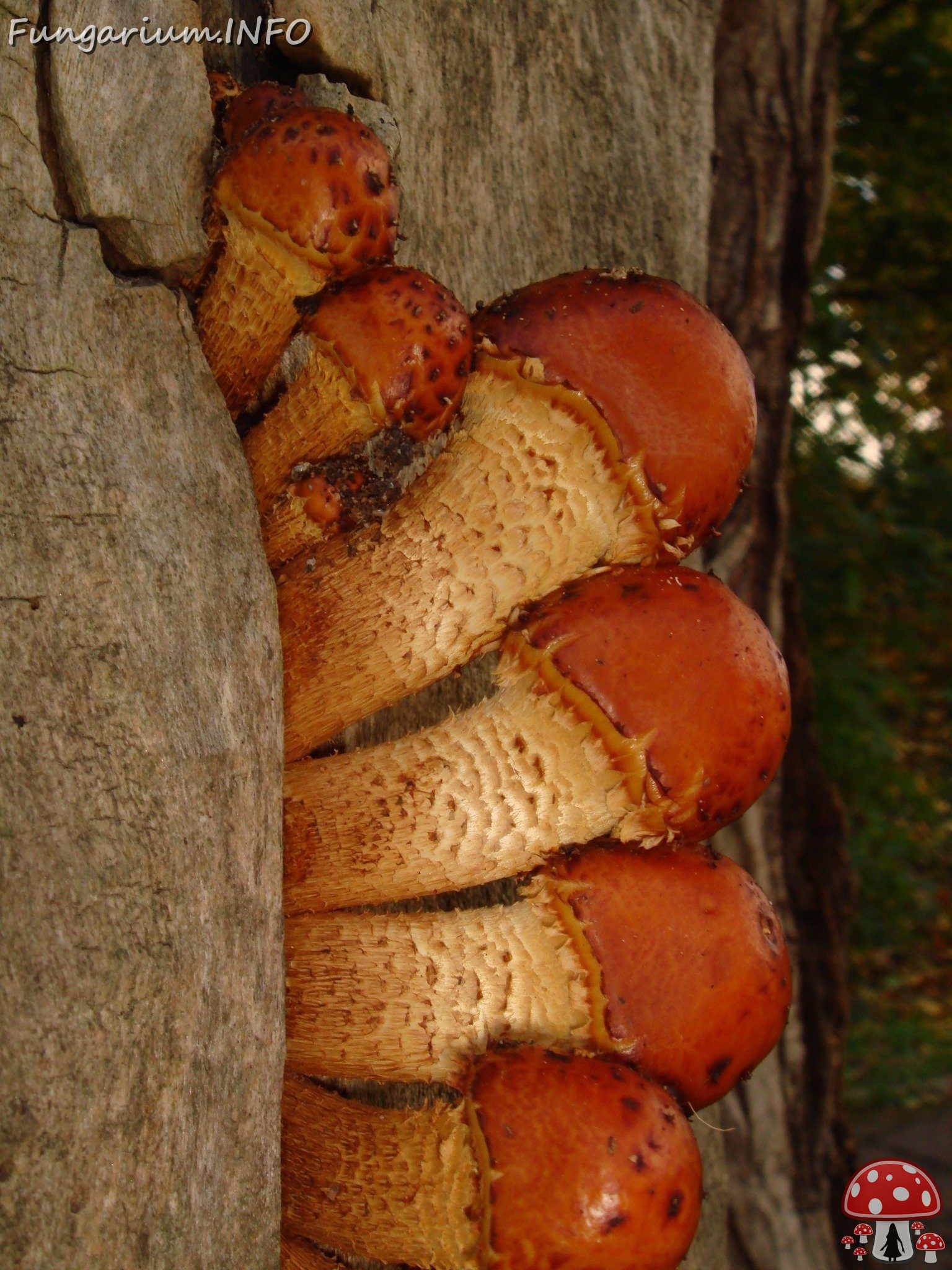 fungi-0003562 