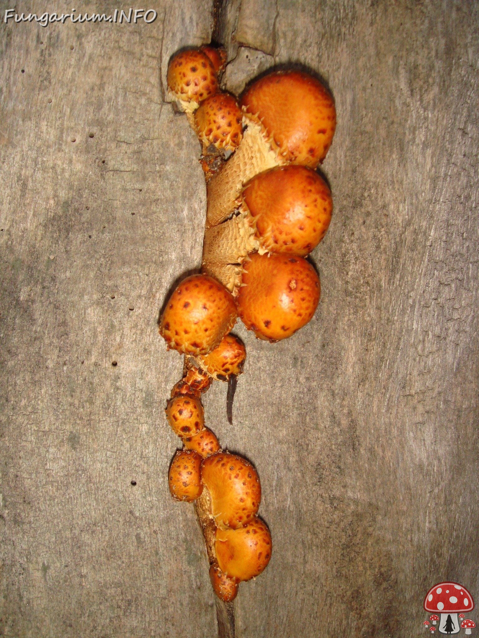 fungi-0003582 