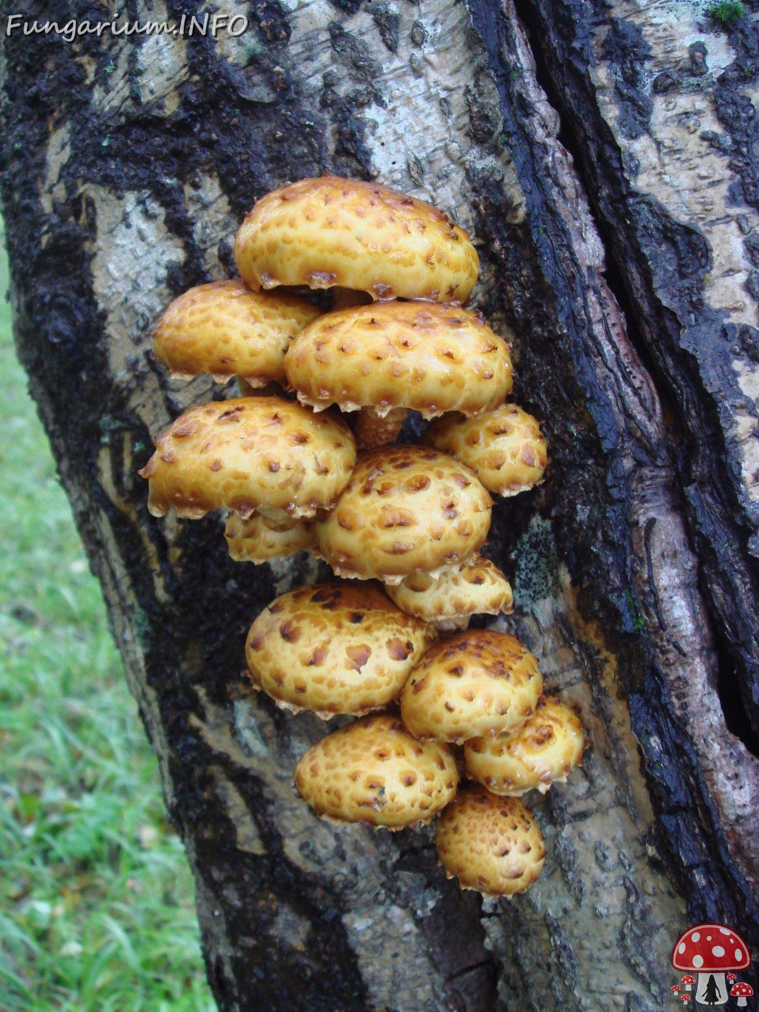 fungi-0003597 