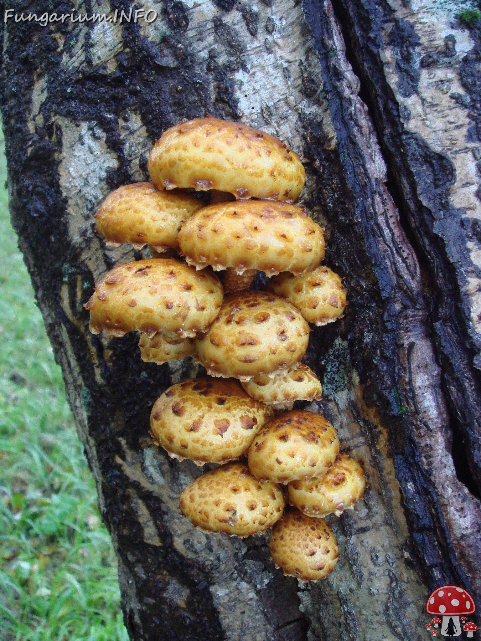 fungi-0003598 