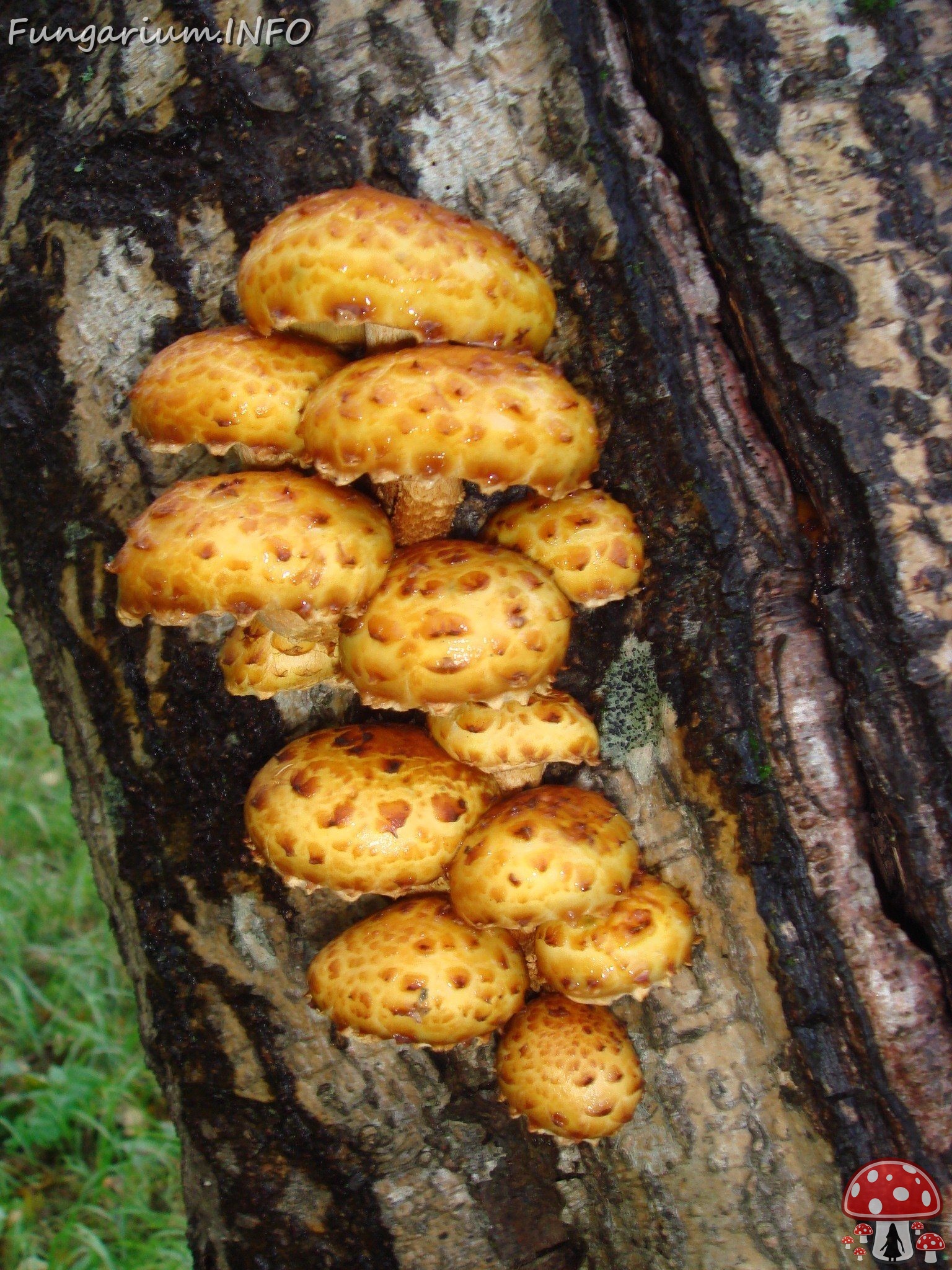 fungi-0003600 