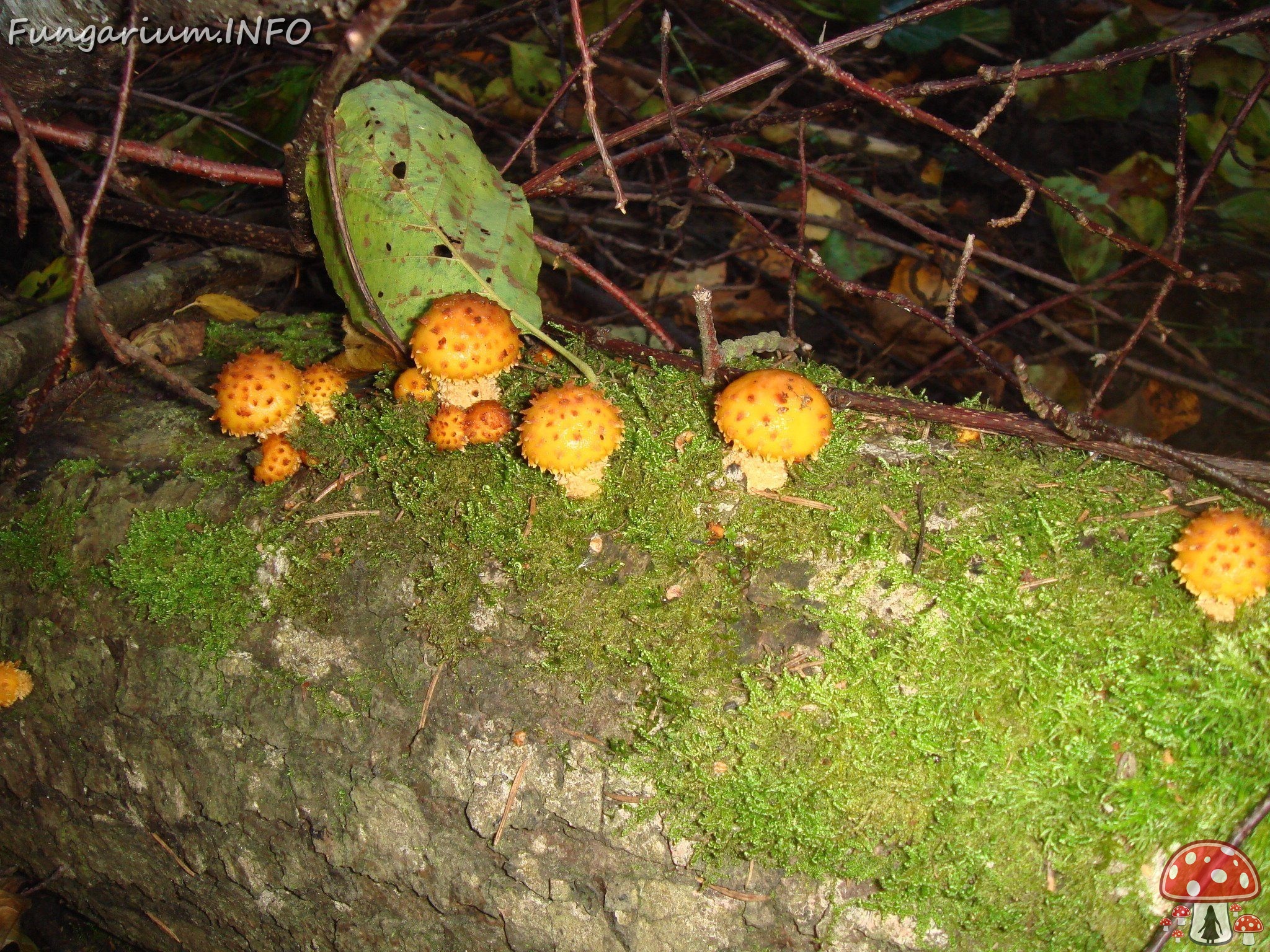 fungi-0004101 