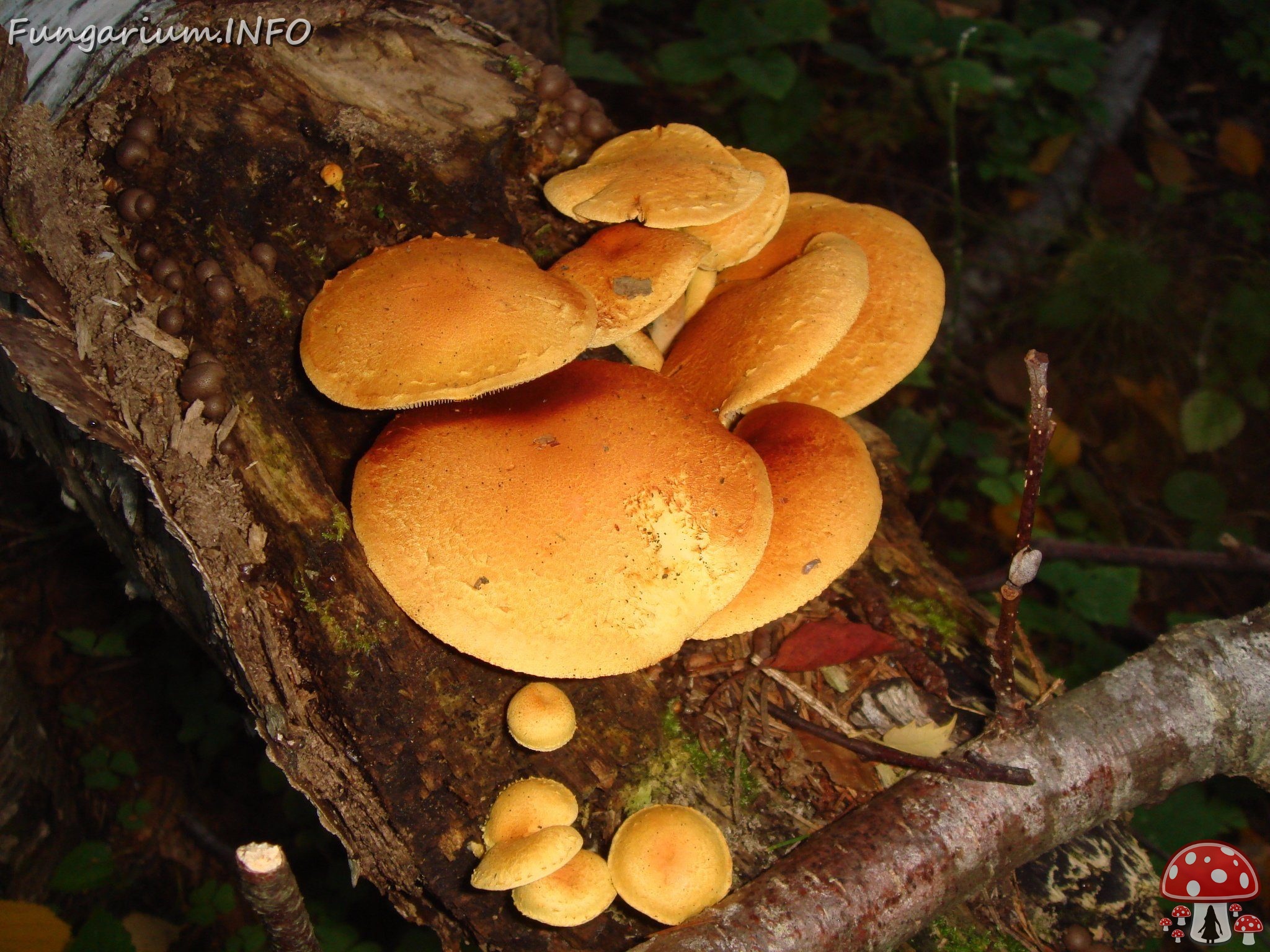 fungi-0004103 