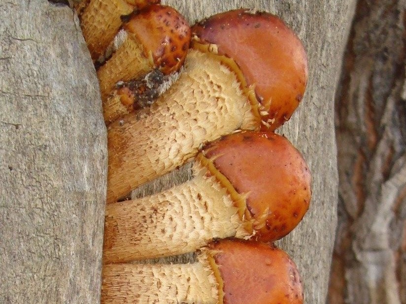 fungi-0003561_