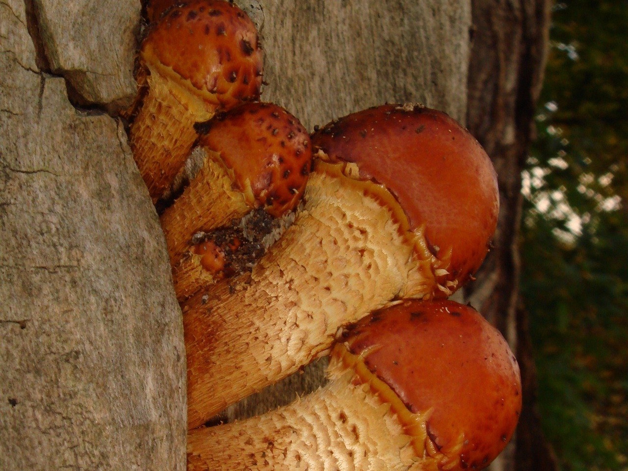 fungi-0003562