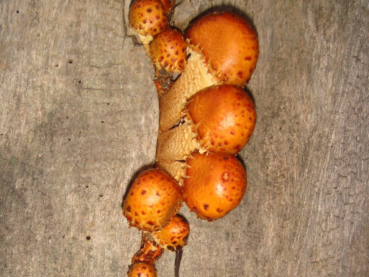 fungi-0003582