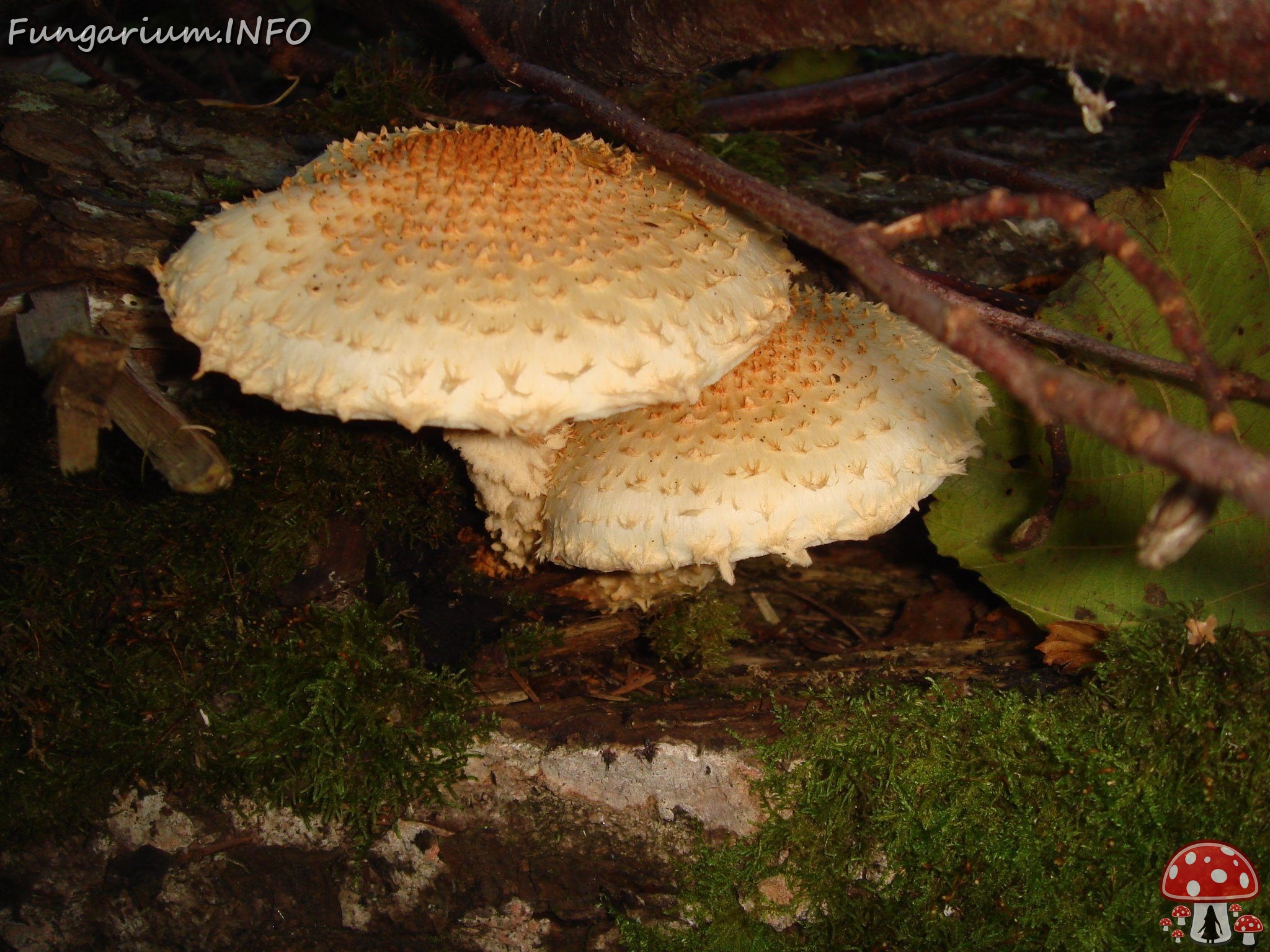 fungi-0004100 