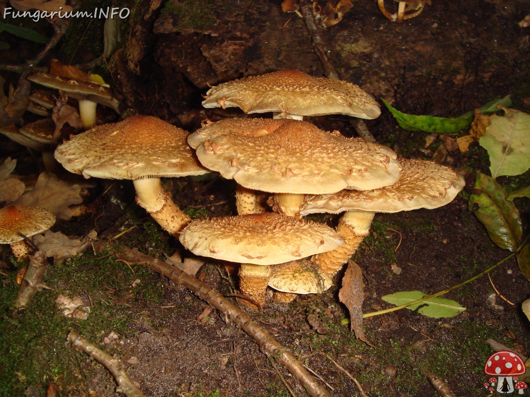 fungi-0004227 