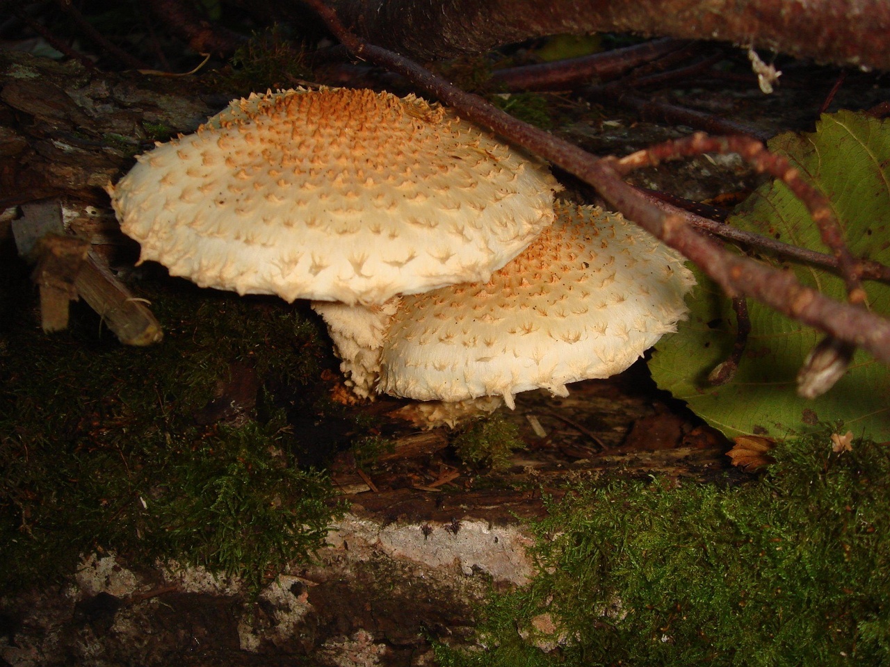 fungi-0004100