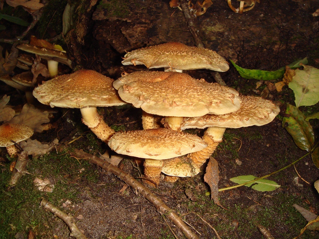 fungi-0004227