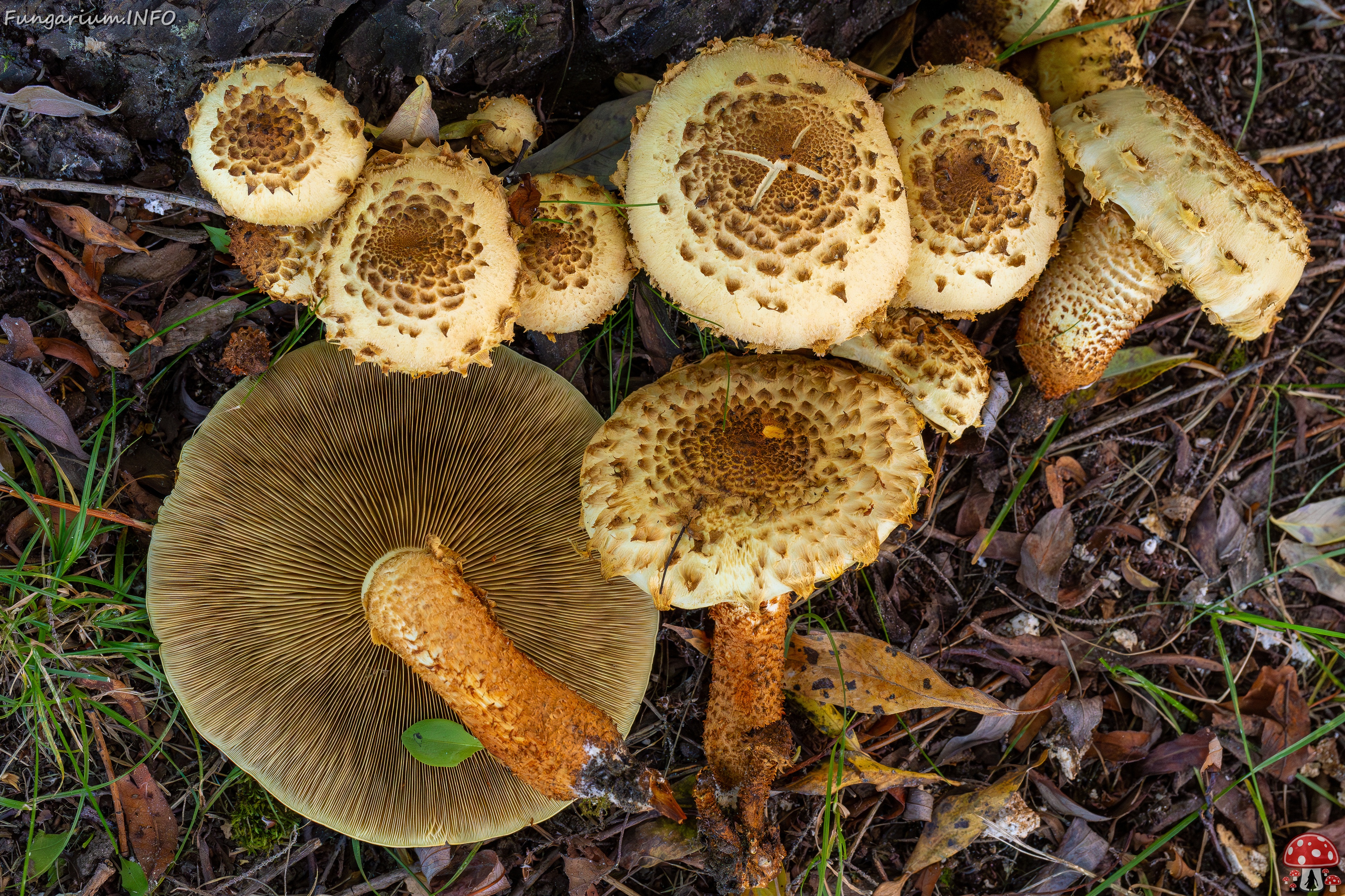 !Pholiota squarrosa _2025-10-04_1-18 