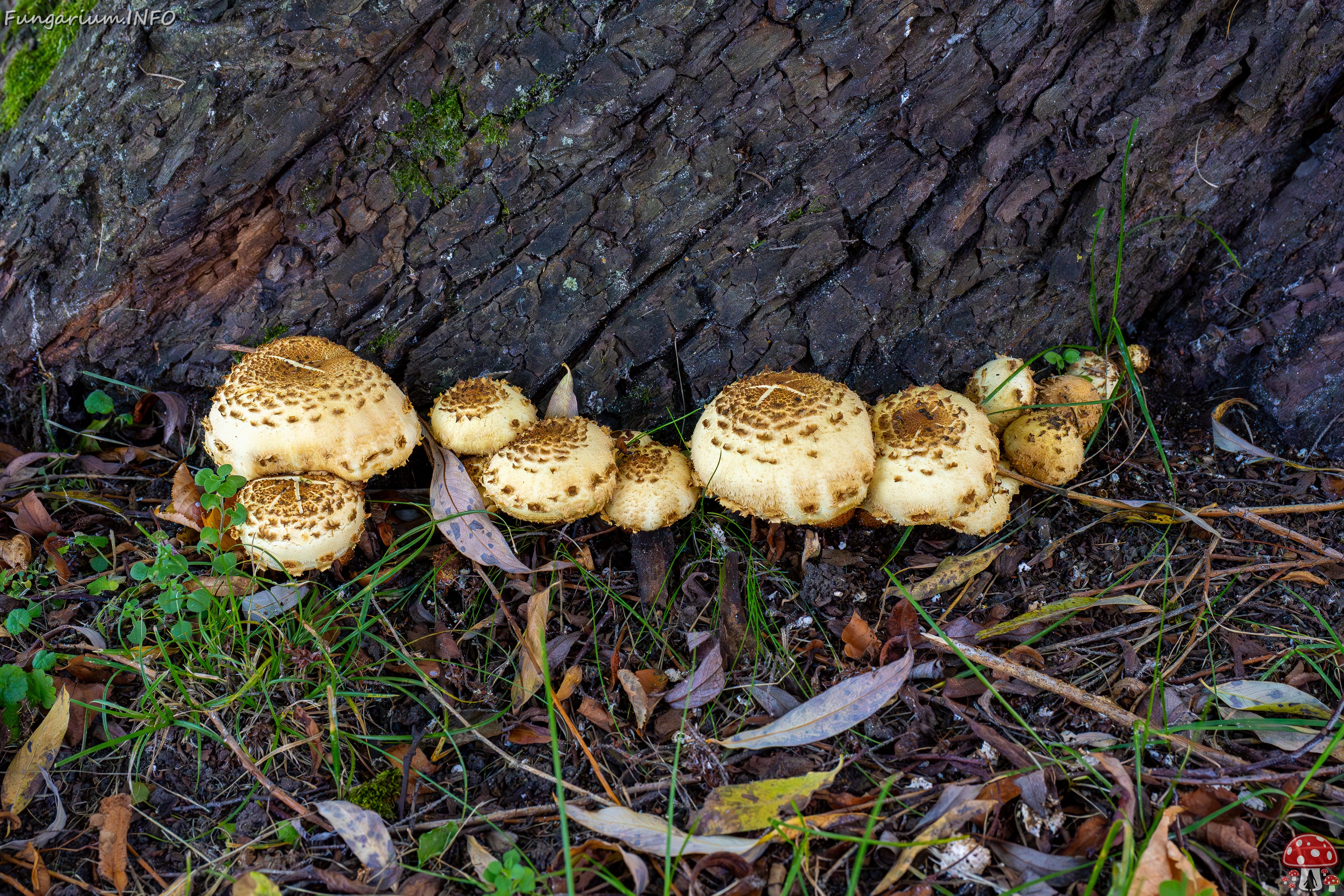 Pholiota squarrosa _2025-10-04_1-1 