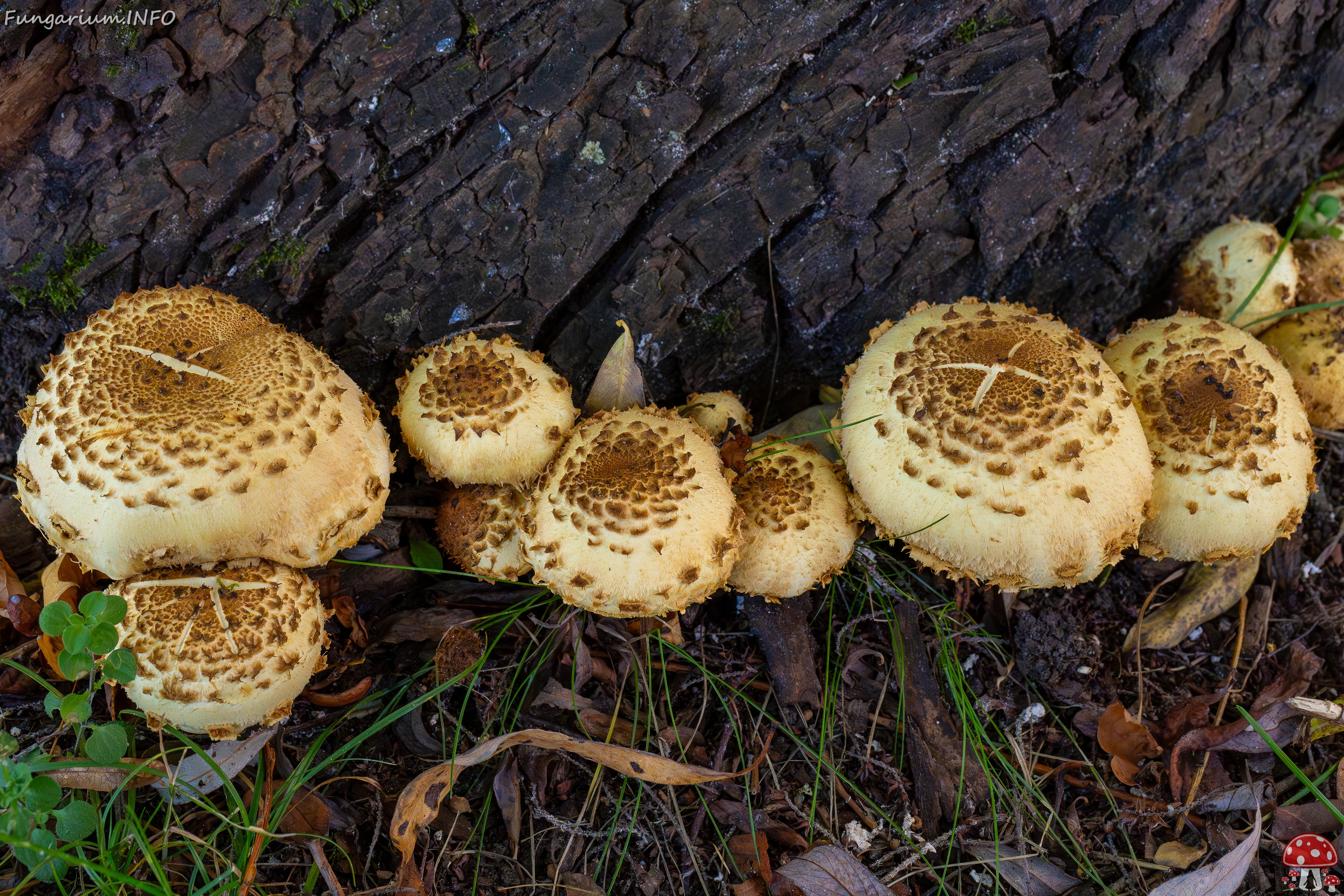 Pholiota squarrosa _2025-10-04_1-10 