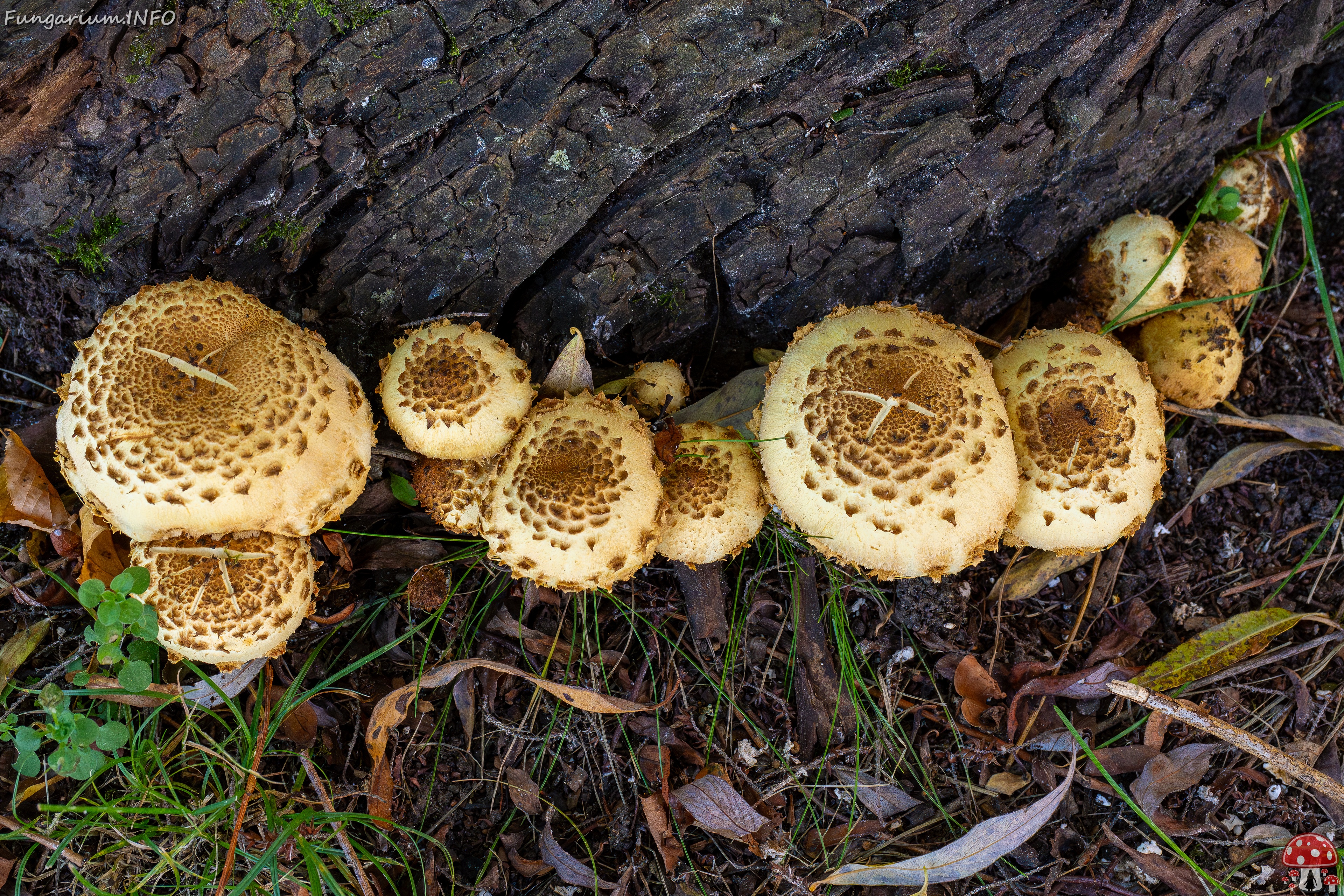Pholiota squarrosa _2025-10-04_1-11 