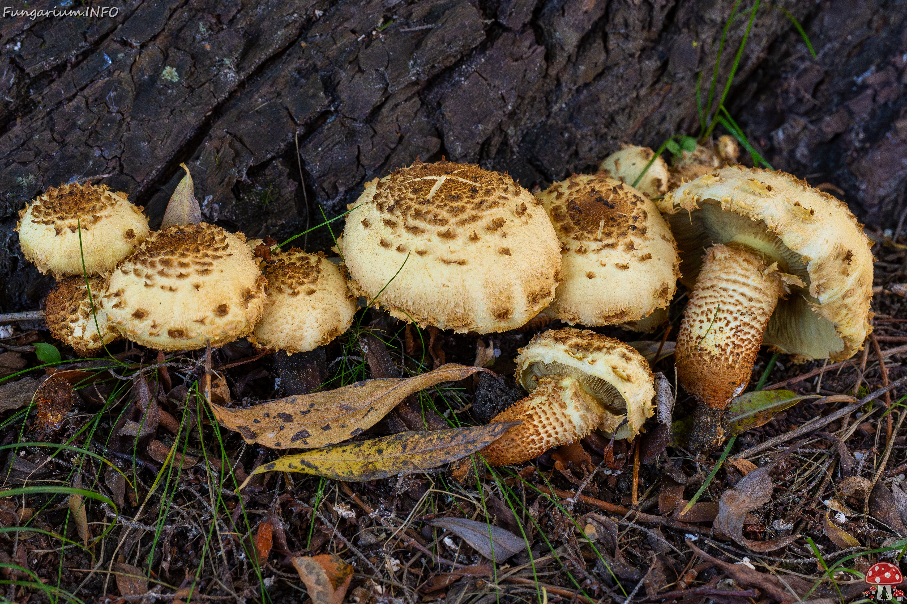Pholiota squarrosa _2025-10-04_1-12 
