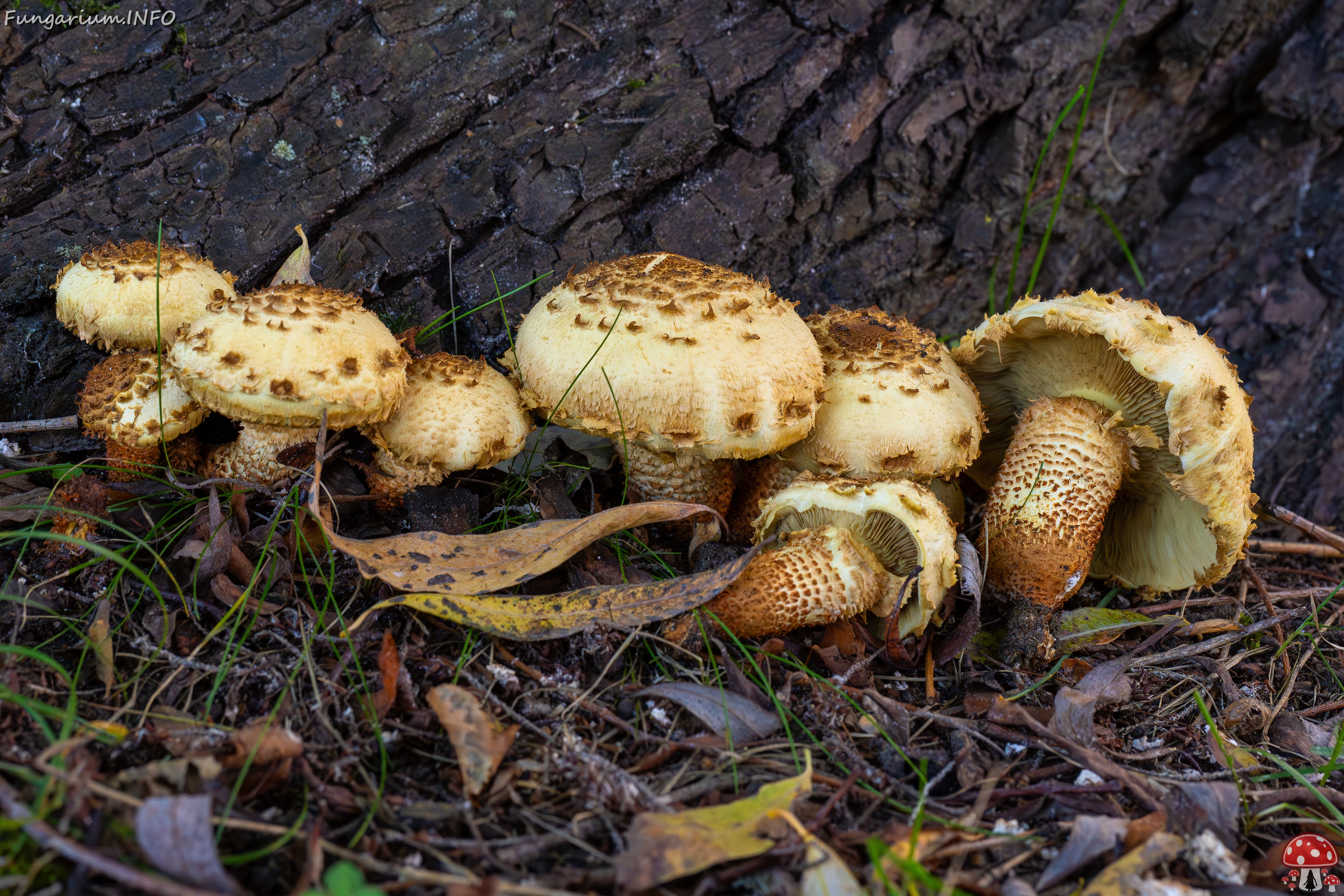 Pholiota squarrosa _2025-10-04_1-13 